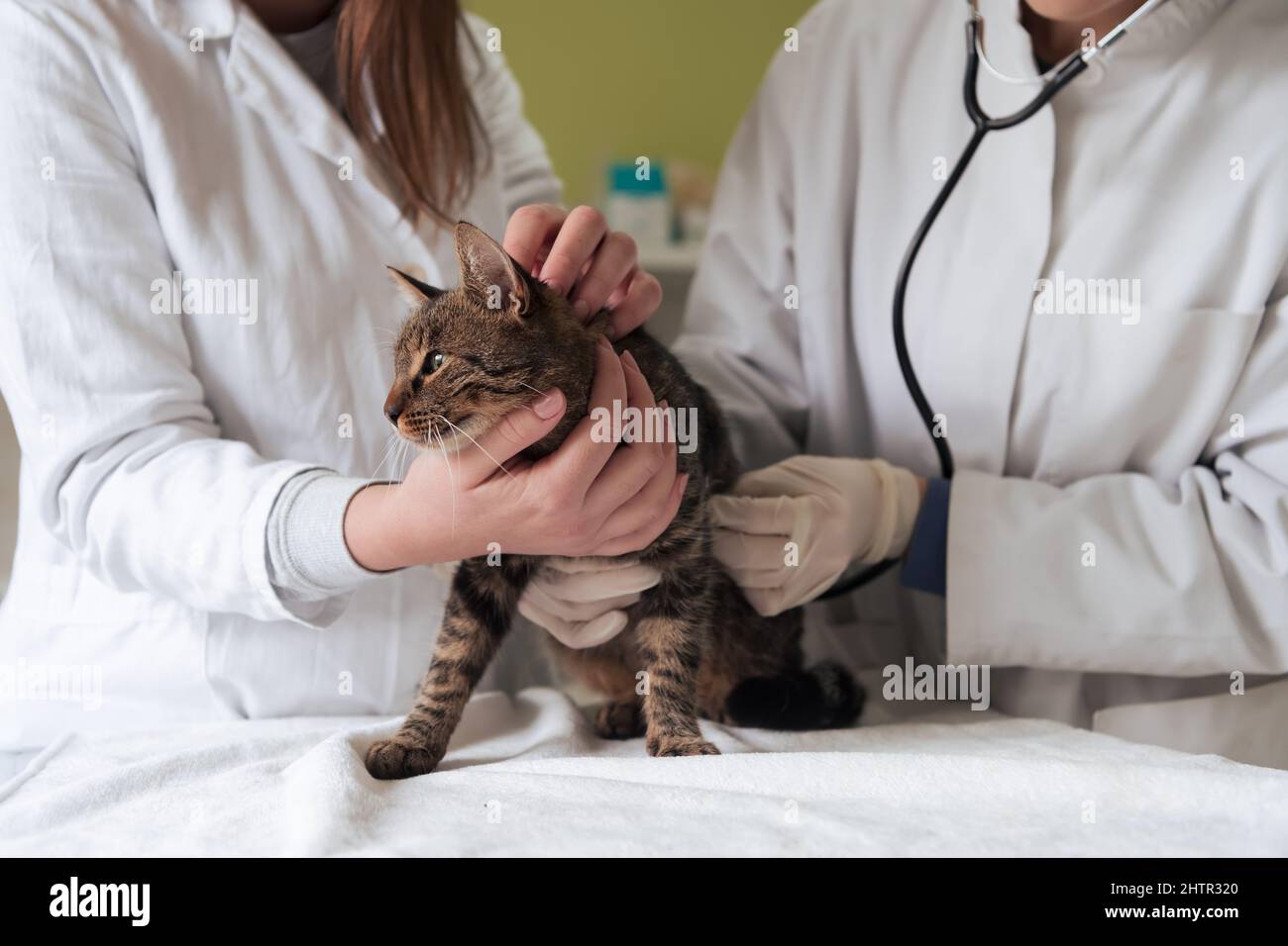 Veterinärteam für die Behandlung von kranken Katzen, Pflege Tiergesundheitskonzept, Tierklinik Stockfoto