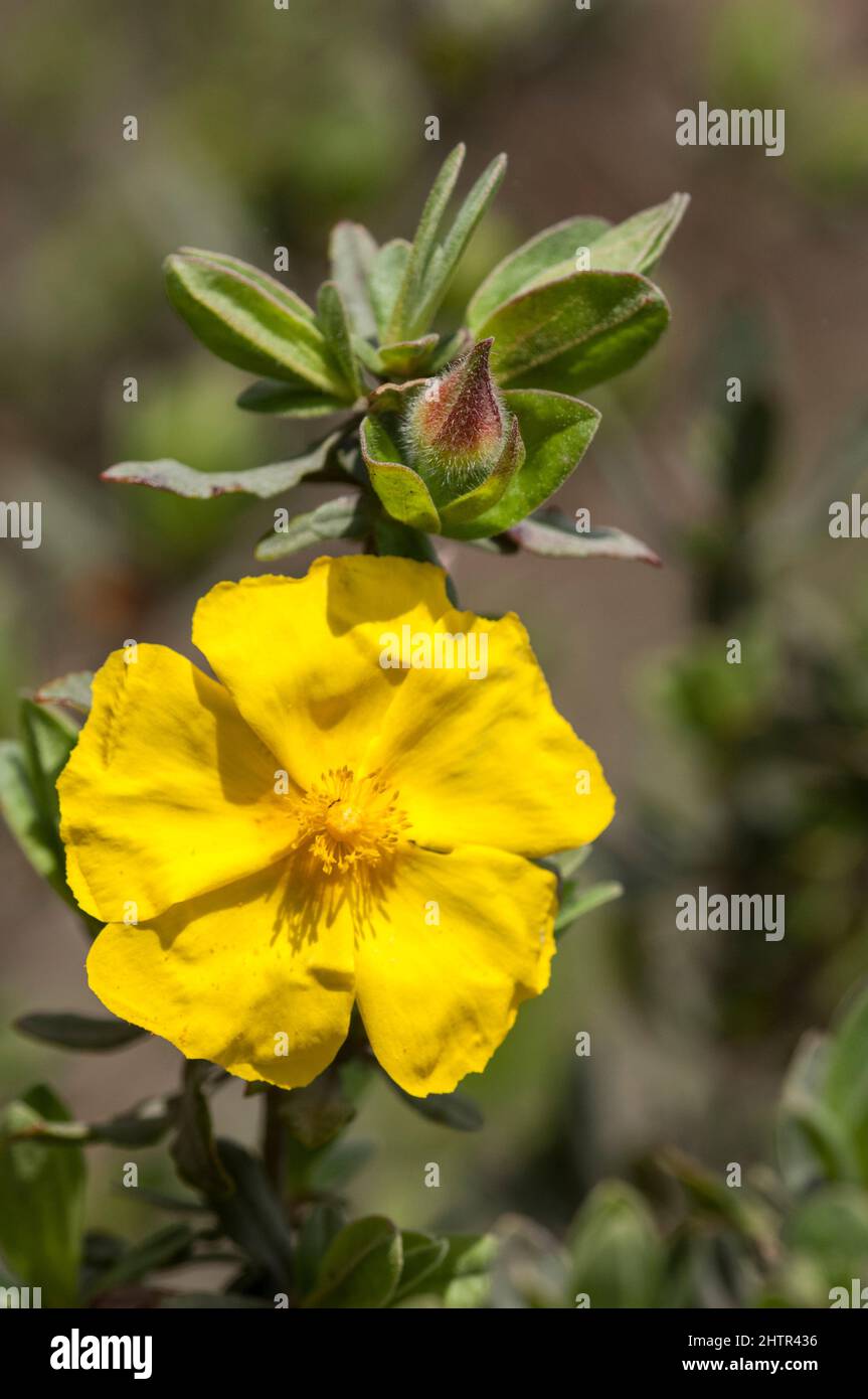 Felsenrose, Halimium (Halimium lasianthum), Einzelblüte Stockfoto