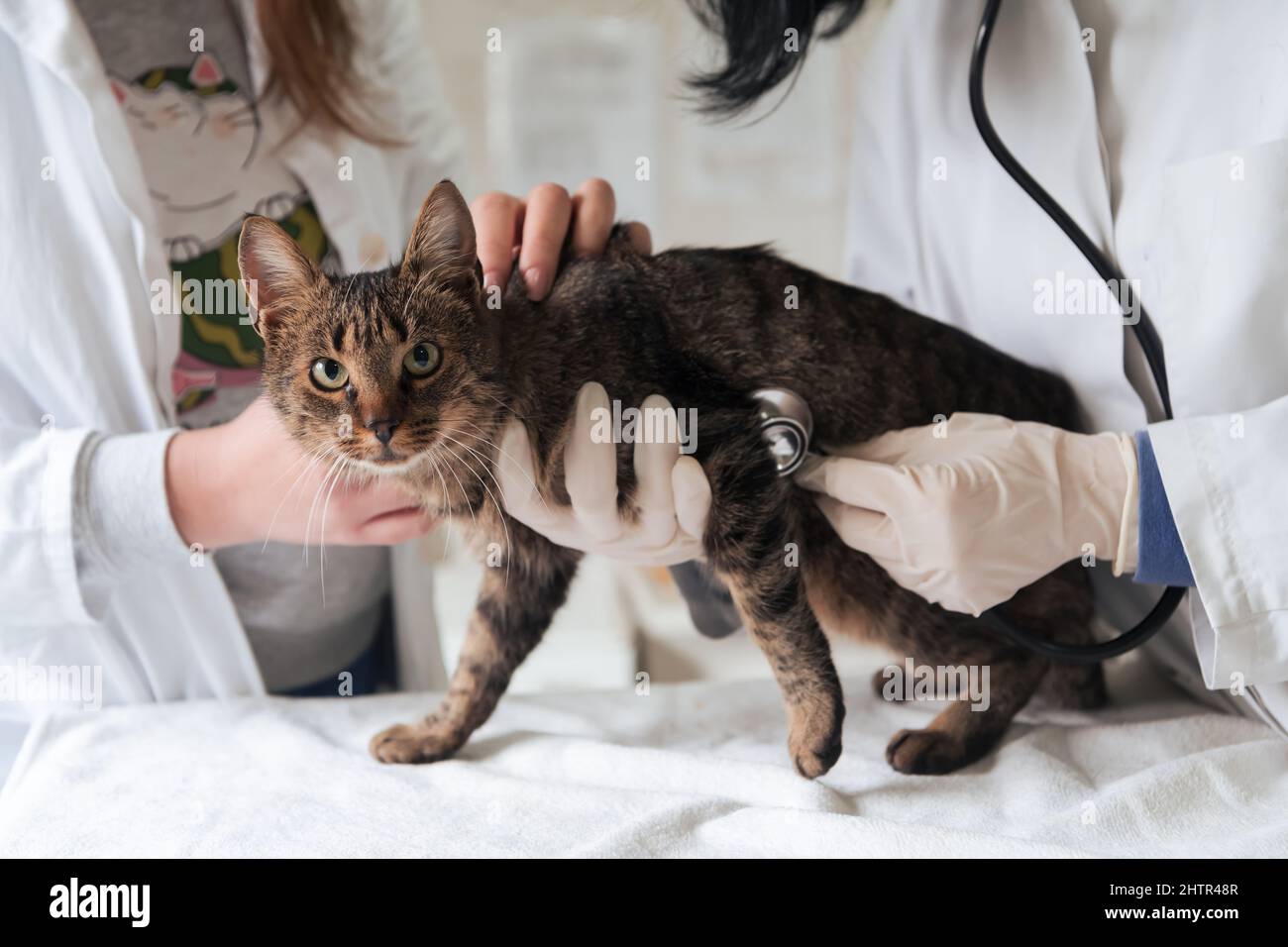 Veterinärteam für die Behandlung von kranken Katzen, Pflege Tiergesundheitskonzept, Tierklinik Stockfoto