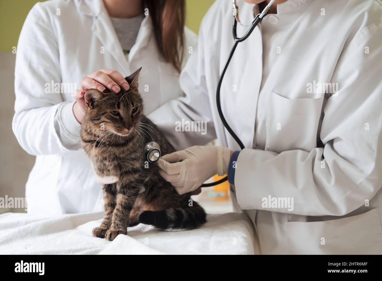 Veterinärteam für die Behandlung von kranken Katzen, Pflege Tiergesundheitskonzept, Tierklinik Stockfoto