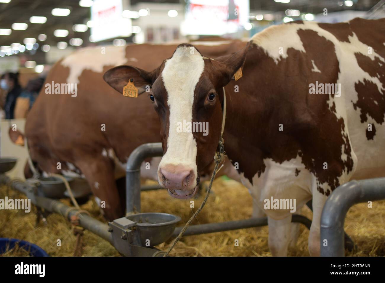 Rote Kuhkuh auf der Landwirtschaftsmesse in Paris Stockfoto