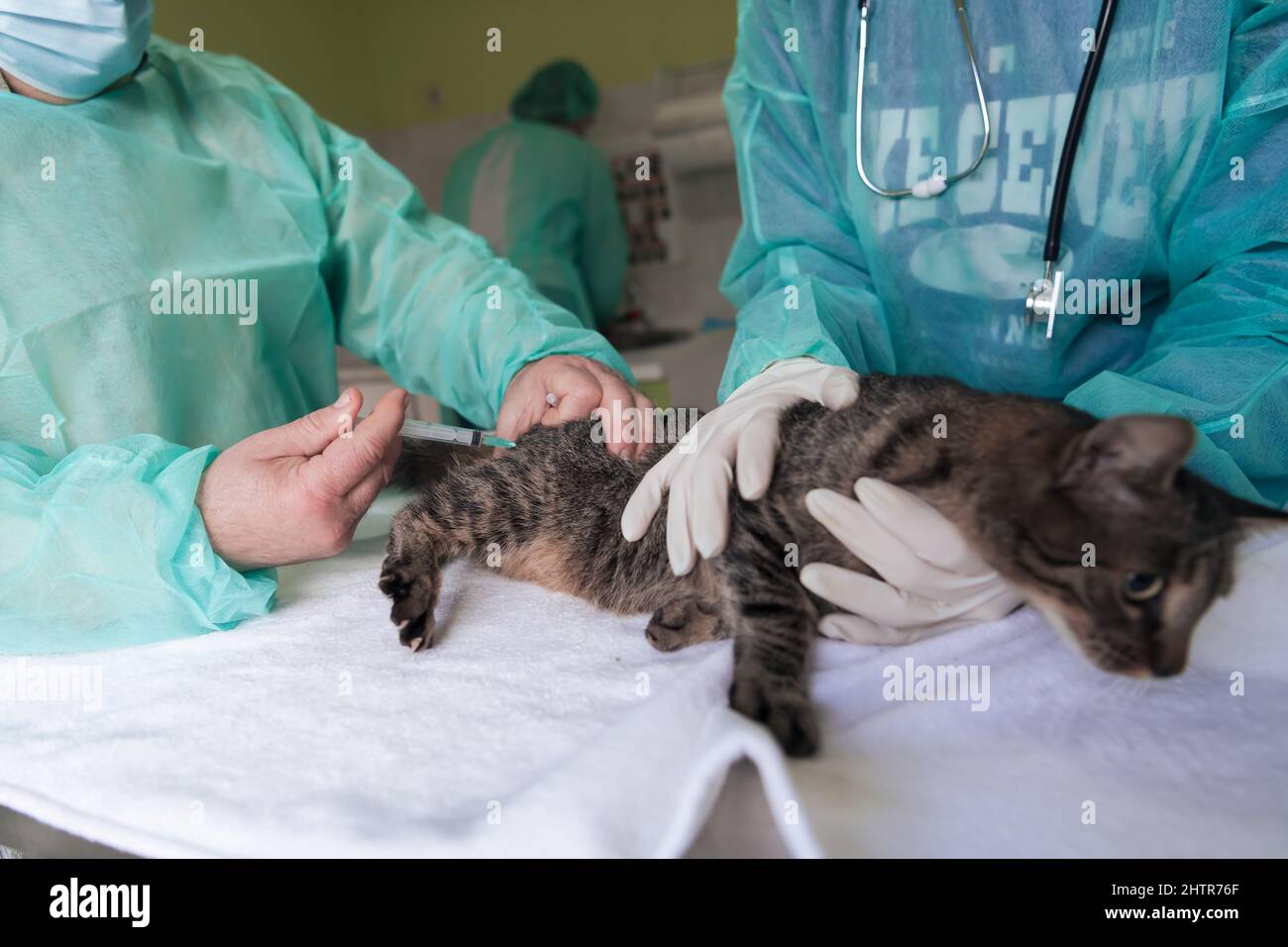 Veterinärteam für die Behandlung von kranken Katzen, Pflege Tiergesundheitskonzept, Tierklinik Stockfoto