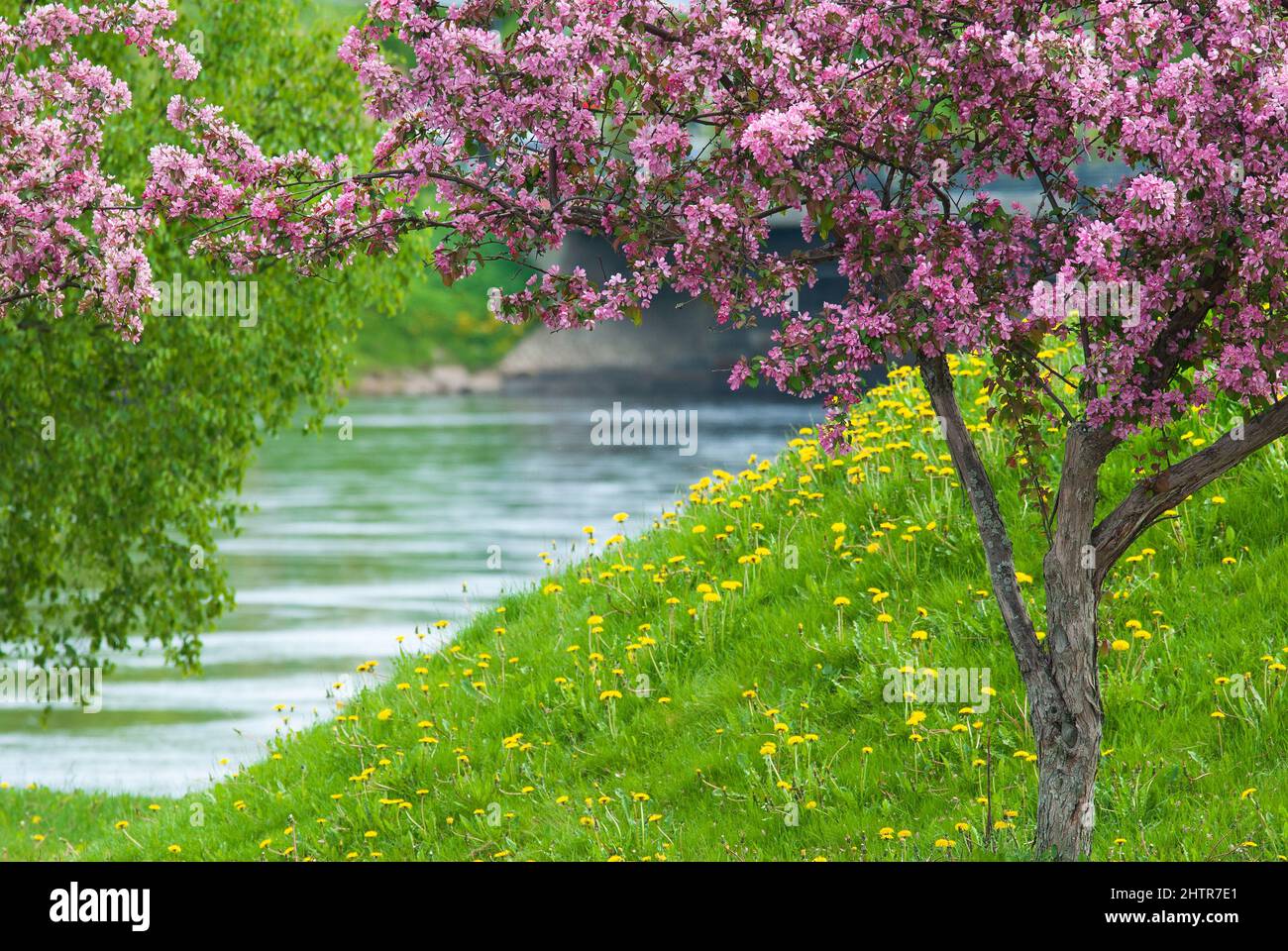 Krabbenapfelbaum in voller Blüte, rosa Blüten, gelbe Dandelionblüten und grünes Gras. Stockfoto