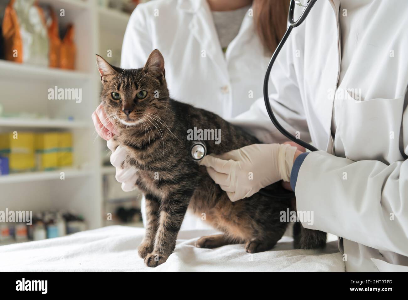 Veterinärteam für die Behandlung von kranken Katzen, Pflege Tiergesundheitskonzept, Tierklinik Stockfoto