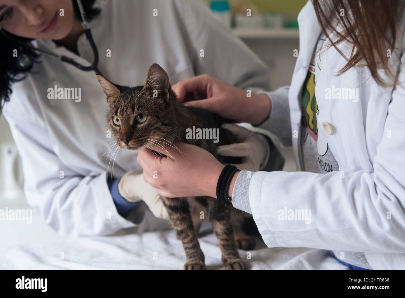Veterinärteam für die Behandlung von kranken Katzen, Pflege Tiergesundheitskonzept, Tierklinik Stockfoto