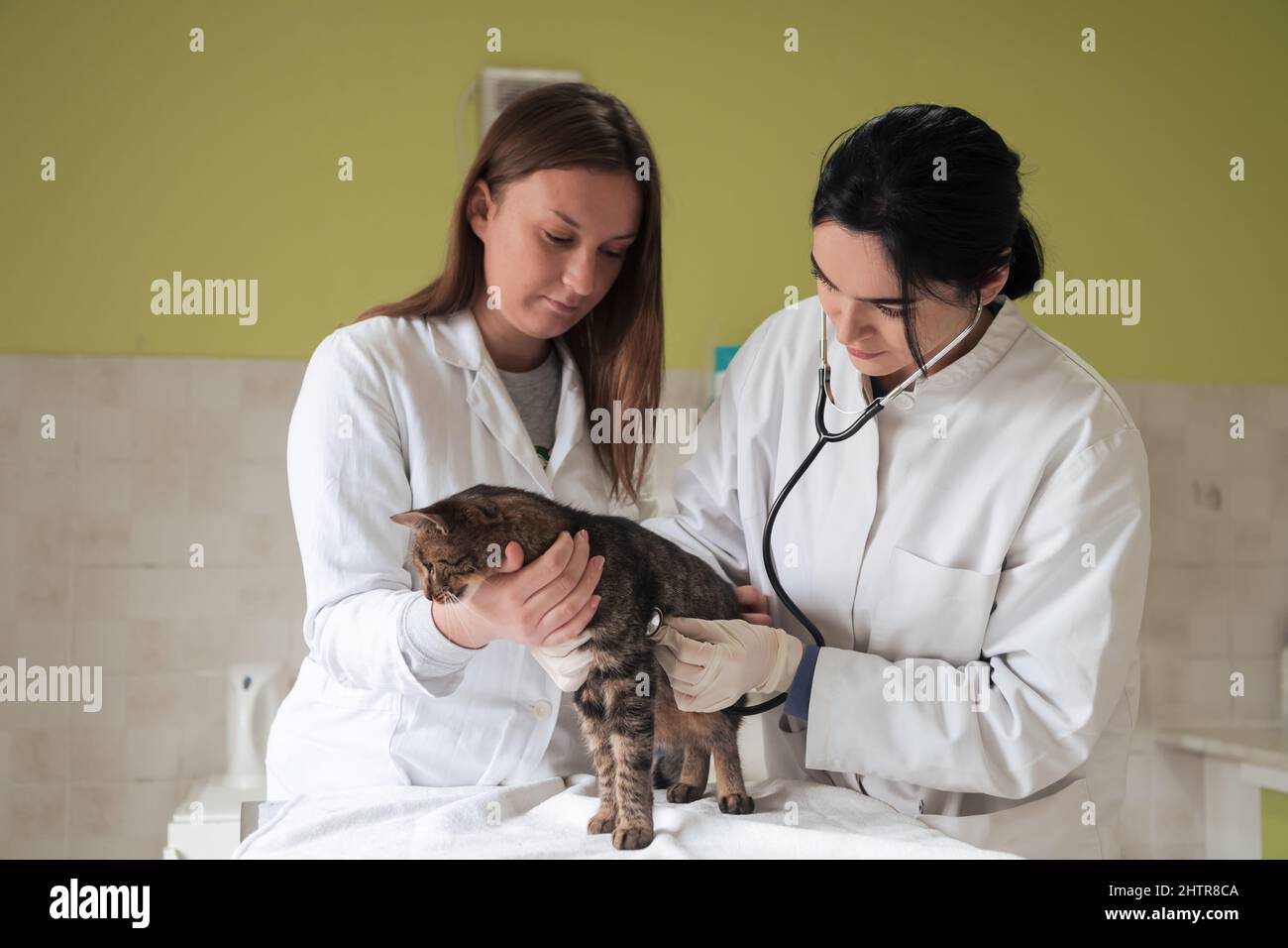 Veterinärteam für die Behandlung von kranken Katzen, Pflege Tiergesundheitskonzept, Tierklinik Stockfoto