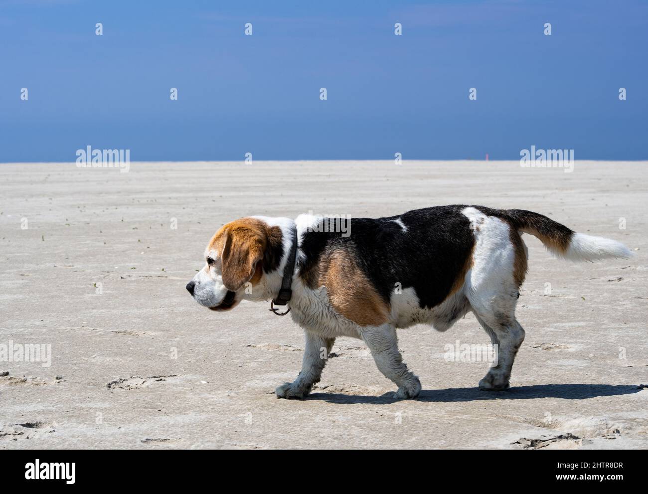 Neun Jahre alter Beagle am riesigen Strand in St. Peter Ording Stockfoto