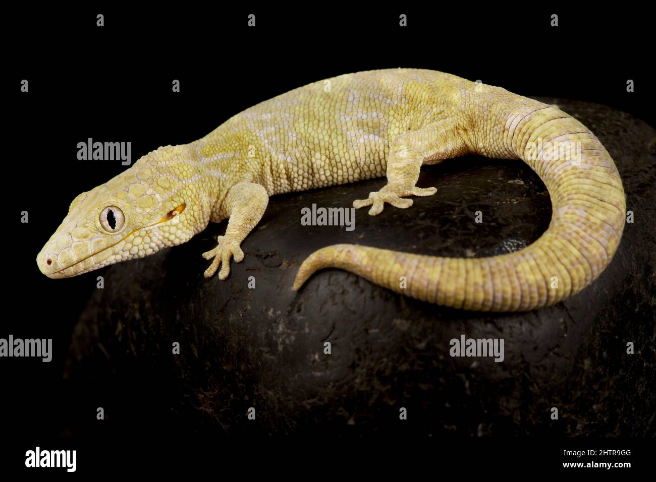 Großskaliger Chamäleongecko (Eurydactylodes symmetrricus) Stockfoto