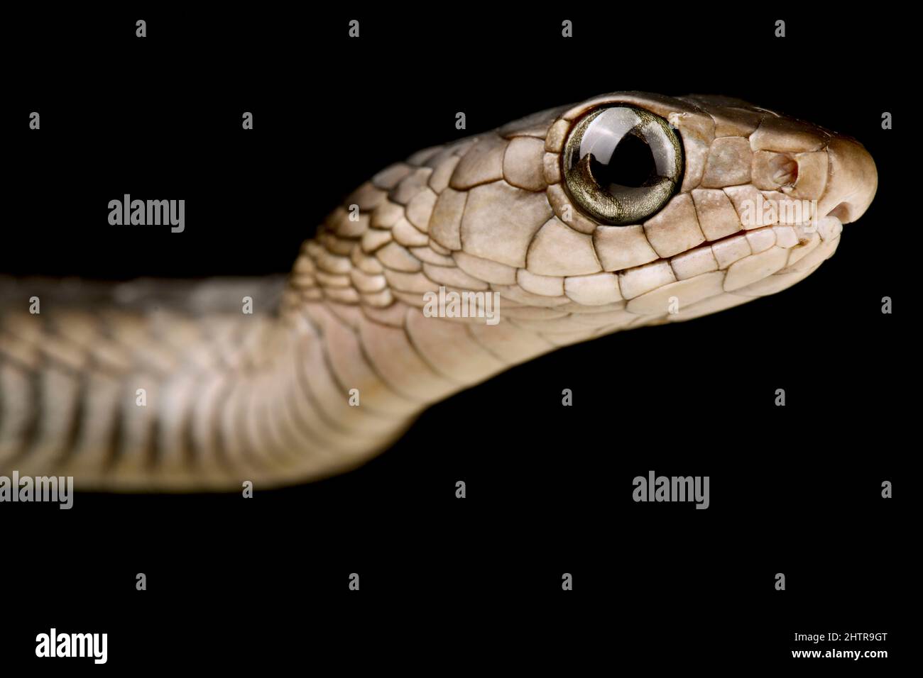 Westliche schwarze Baumschlange (Thrasops occidentalis) Stockfoto