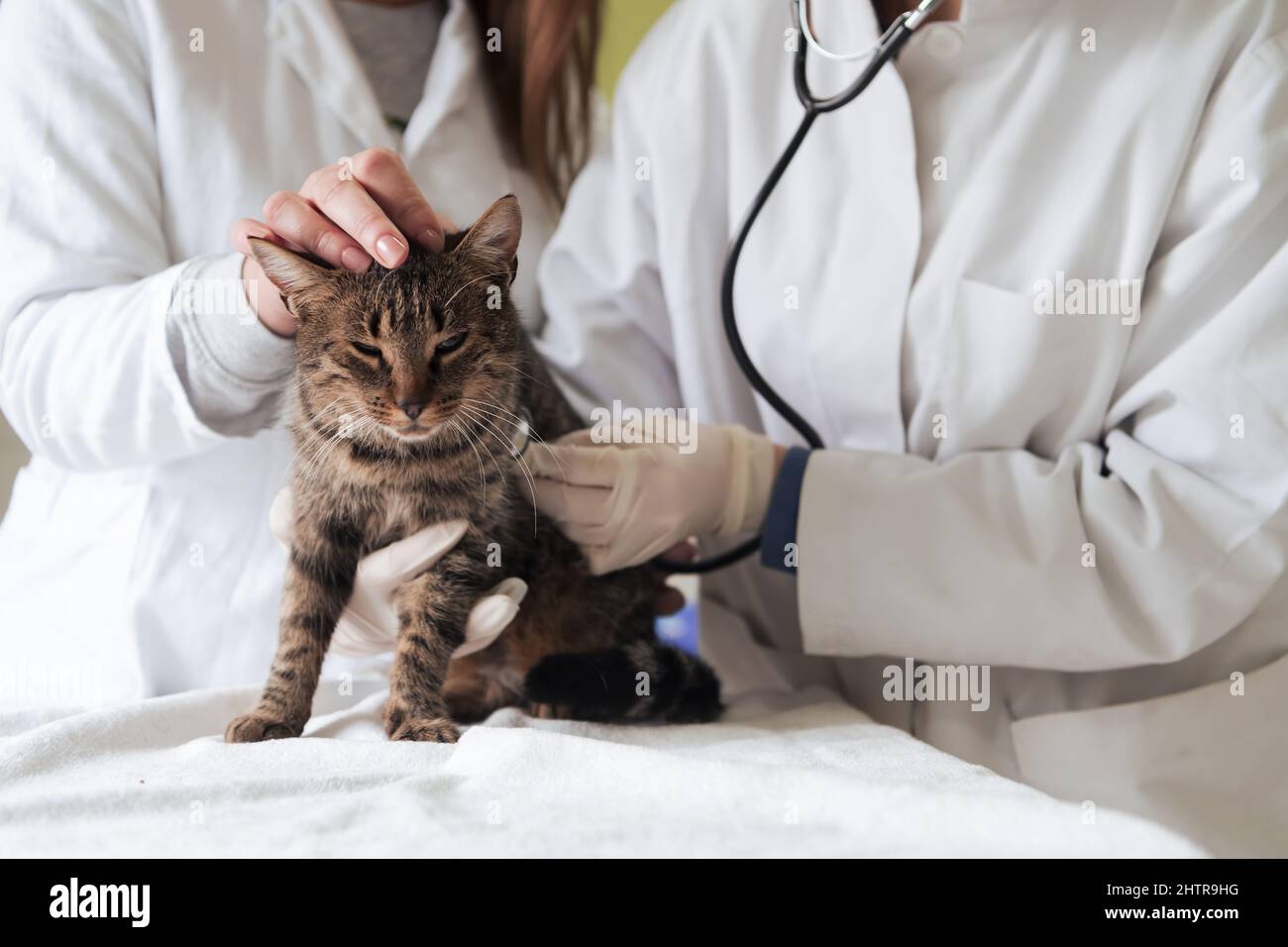 Veterinärteam für die Behandlung von kranken Katzen, Pflege Tiergesundheitskonzept, Tierklinik Stockfoto