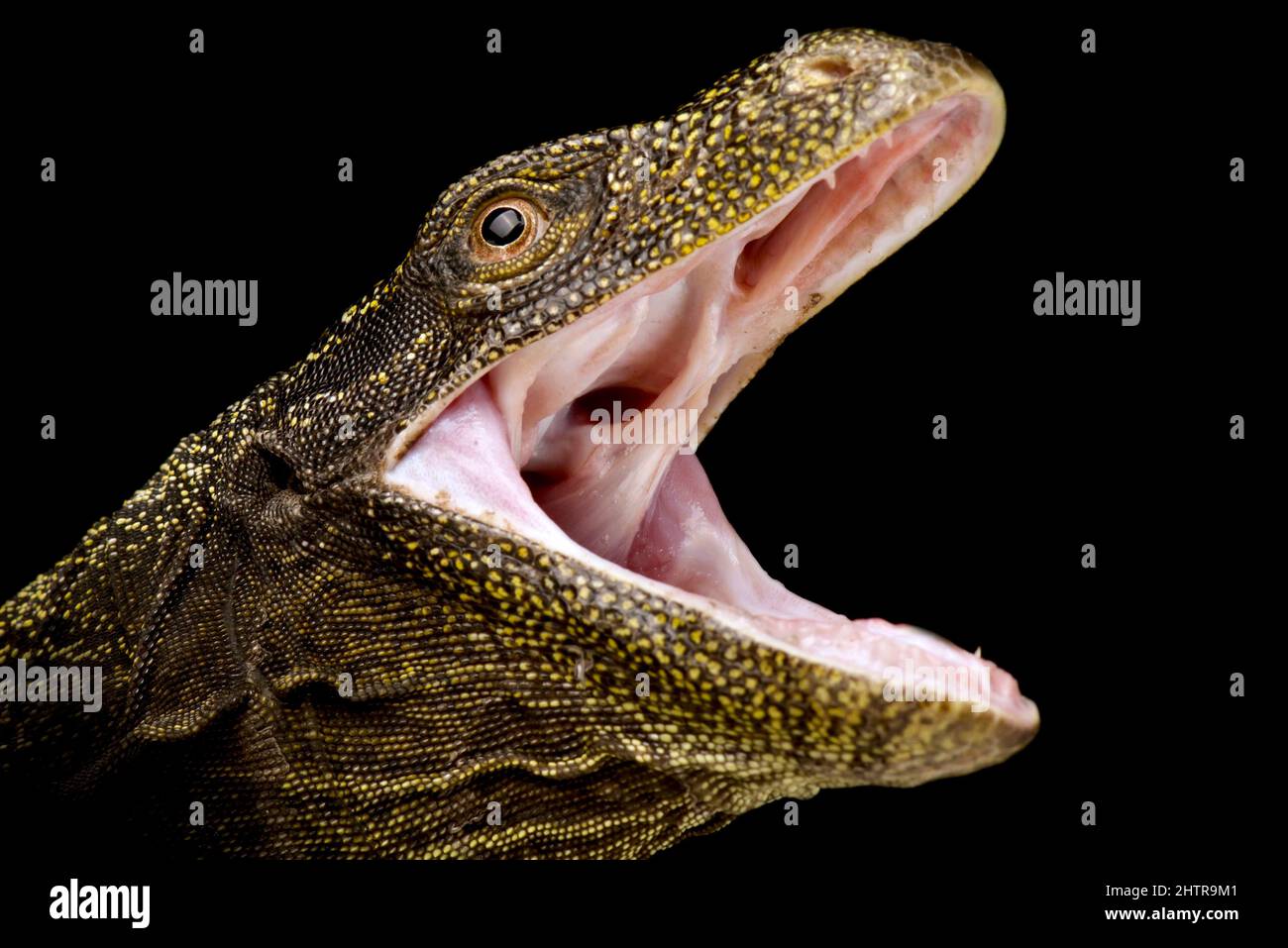 Krokodil Monitor (Varanus salvadorii) Stockfoto