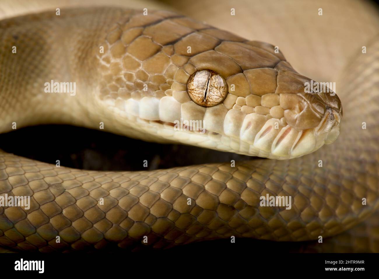 Scrub Python (Morelia amethistina) Stockfoto