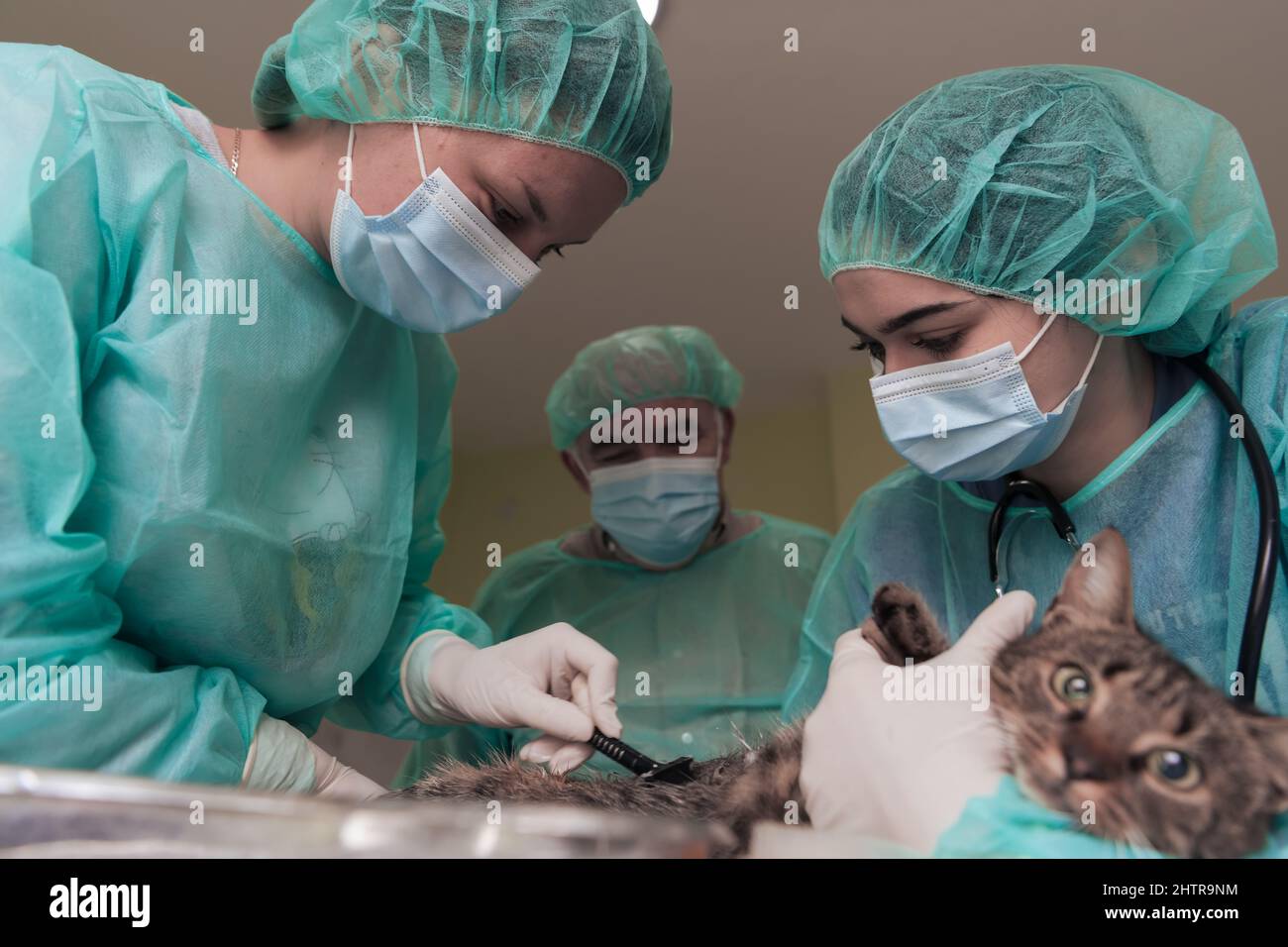 Veterinärteam für die Behandlung von kranken Katzen, Tierklinik. Vorbereitung der Katze für die Operation durch Rasieren Bauch. Stockfoto