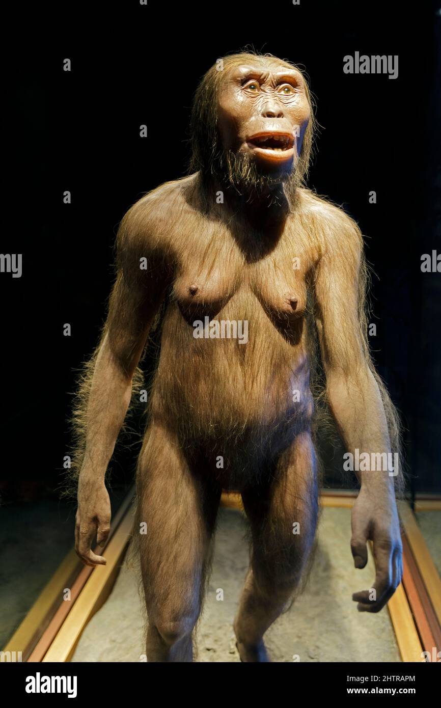 Mexiko, Mexiko-Stadt, das Nationale Museum für Anthropologie, Lucy Rekonstruktion (Australopithecus afarensis) datiert auf etwa 3,2 Millionen Jahre Stockfoto
