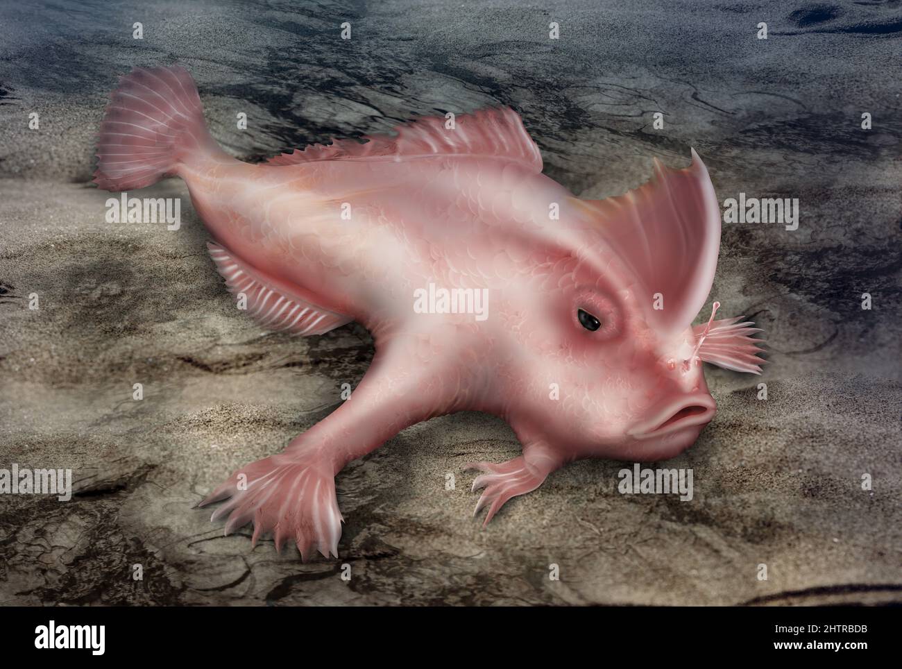 Rosa Handfische, Brachionichthyidae schwimmen auf dem Meeresboden. Brachiopsilus dianthus Fisch. Stockfoto