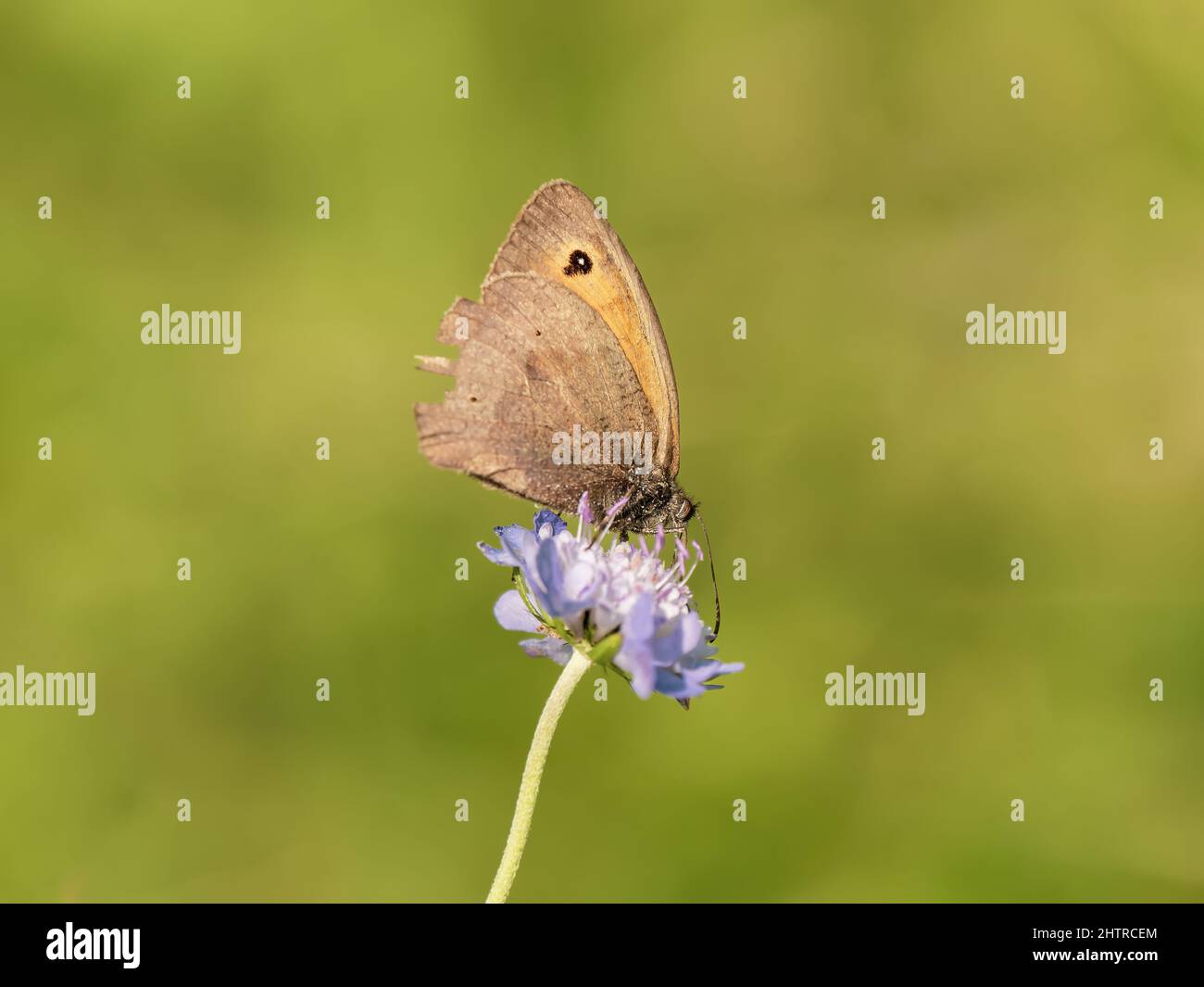 Wiese Braun, die sich auf einer schabigen Blume ernährt Stockfoto