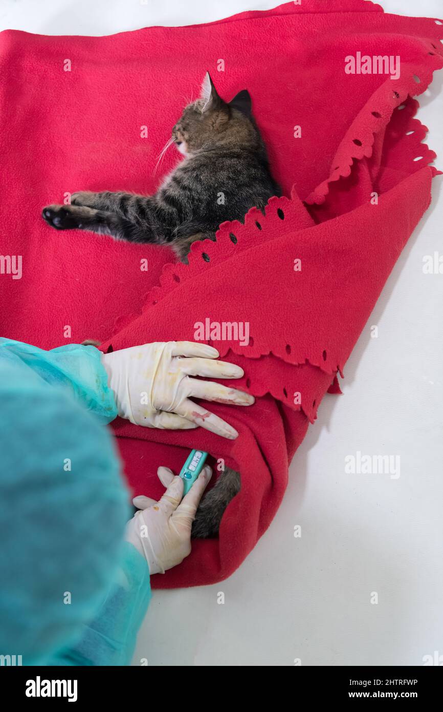 Tierarzt Messung der Temperatur von kleinen Kätzchen nach der Sterilisation Operation Stockfoto