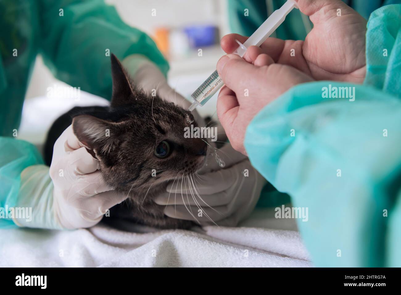 Chirurgen oder Ärztin in der Tierklinik, die eine niedliche kranke Katze für die Operation vorbereitet und Tropfen in die Augen der Katze legt, um sie während der Behandlung zu schützen. Stockfoto