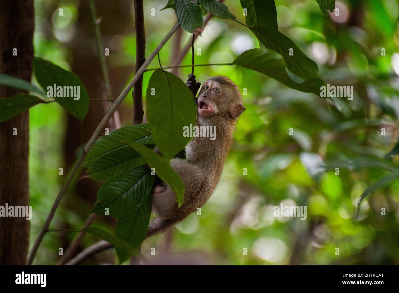 Flacher Fokus eines südlicher schweinschwanz-Makaken-Affen, der auf einem Zweig mit grünen Blättern hängt Stockfoto