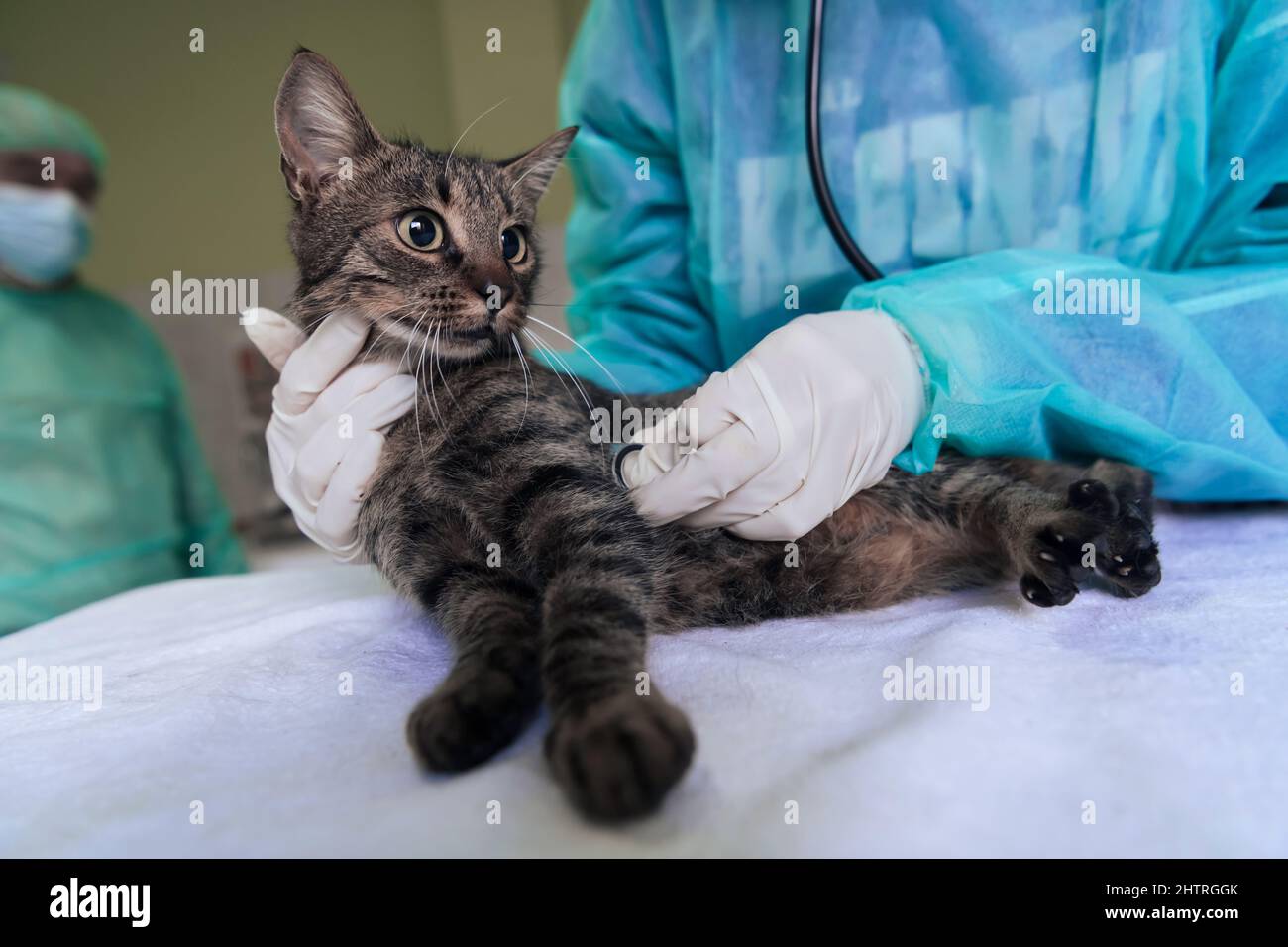 Veterinärteam für die Behandlung von kranken Katzen, Pflege Tiergesundheitskonzept, Tierklinik Stockfoto