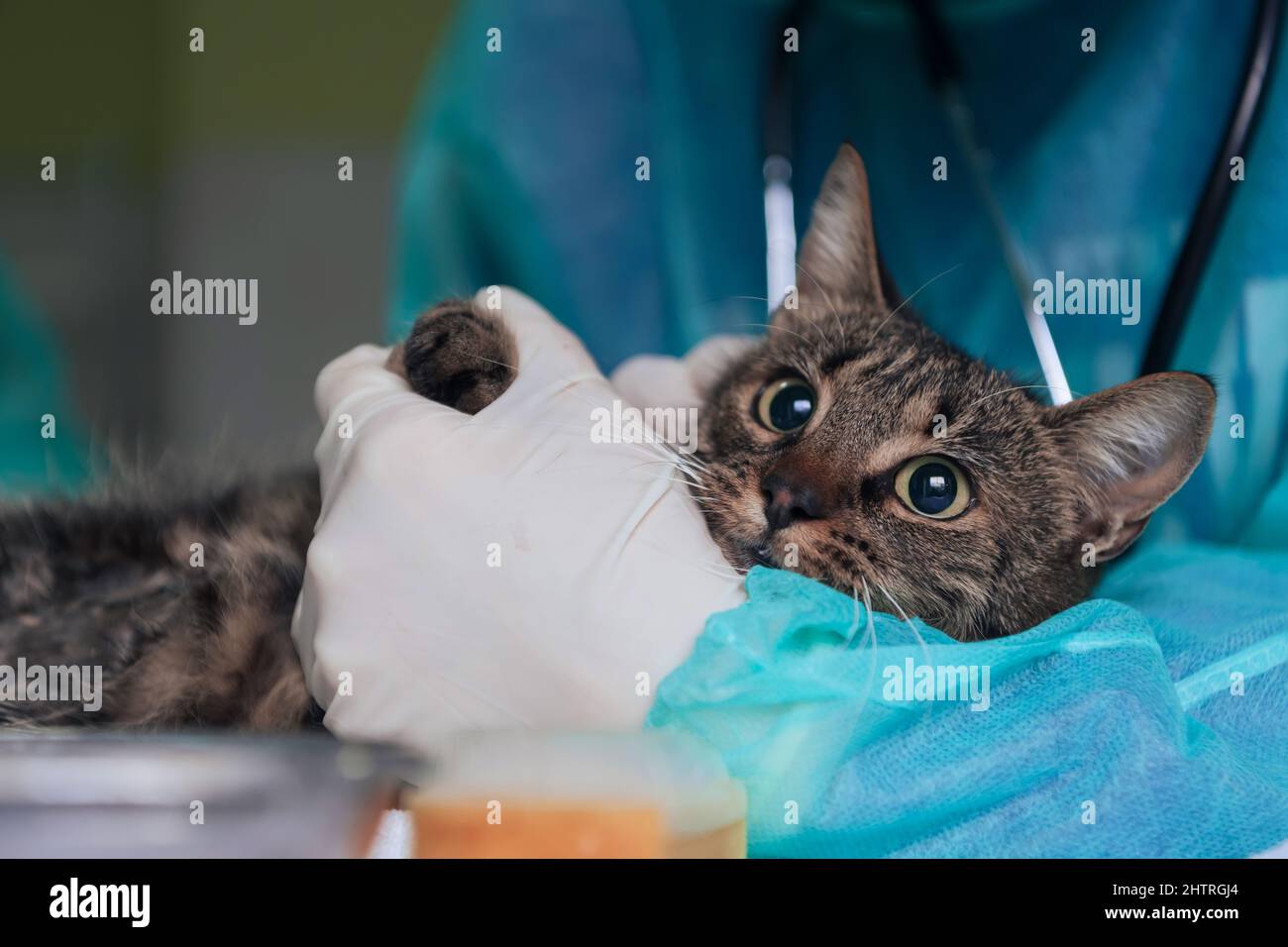 Chirurgen oder Ärztin in der Tierklinik, die eine niedliche kranke Katze für die Operation vorbereitet und Tropfen in die Augen der Katze legt, um sie während der Behandlung zu schützen. Stockfoto