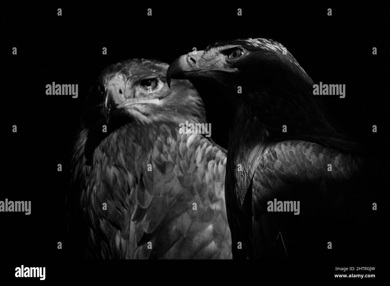 Nahaufnahme von zwei Steppadlern (Aquila nipalensis) auf schwarzem Hintergrund Stockfoto