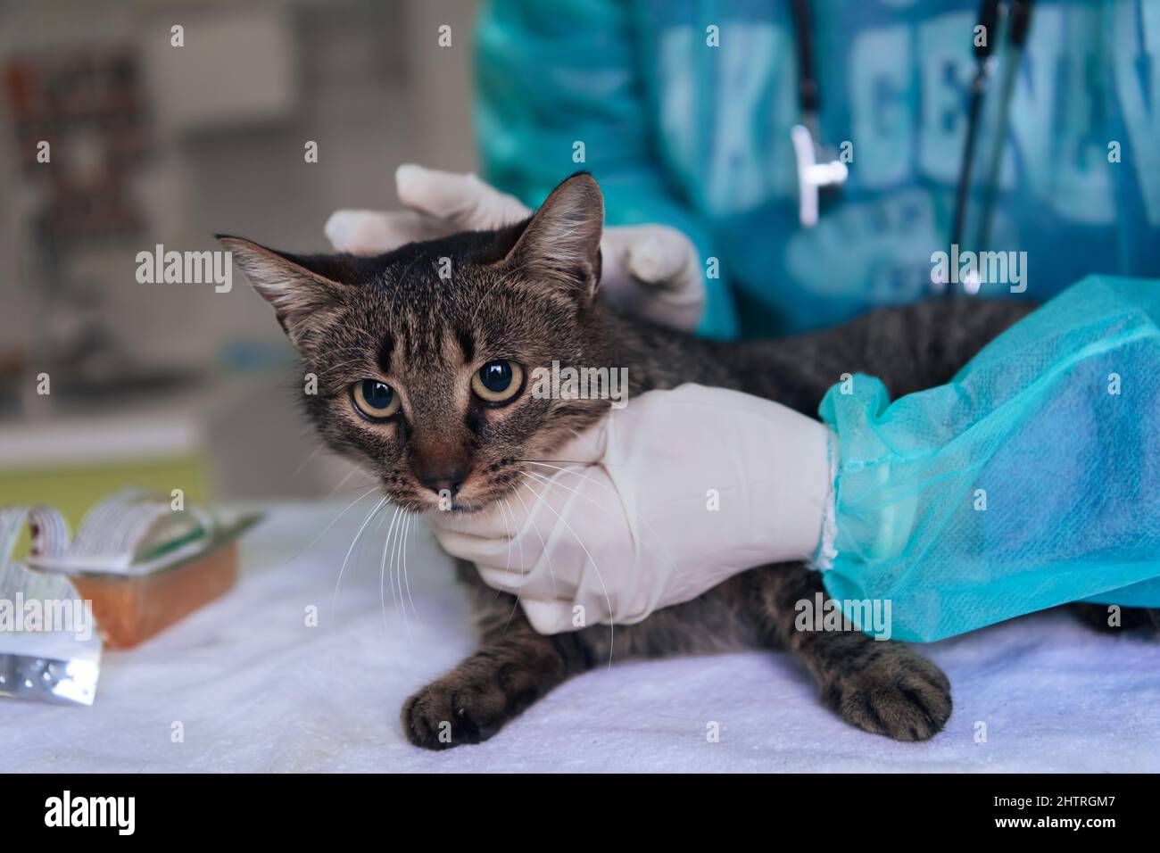 Veterinärteam für die Behandlung von kranken Katzen, Pflege Tiergesundheitskonzept, Tierklinik Stockfoto
