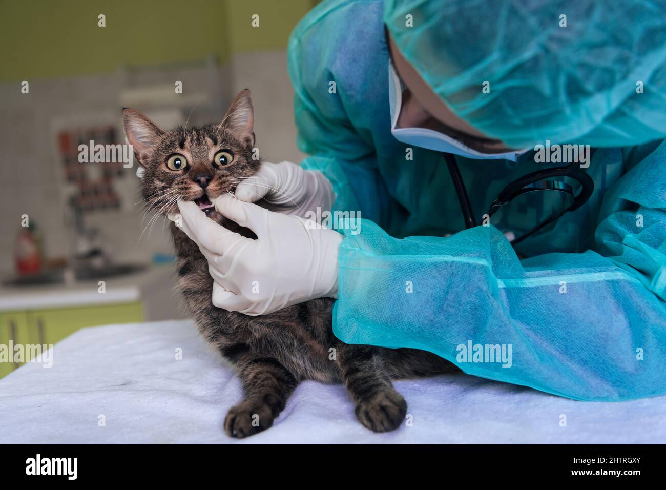 Veterinärteam für die Behandlung von kranken Katzen, Pflege Tiergesundheitskonzept, Tierklinik Stockfoto