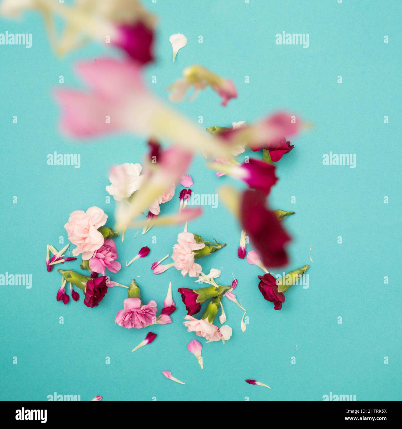 Vogelperspektive auf fallende Blütenblätter mit Blüten und Blütenblättern auf Blau Stockfoto