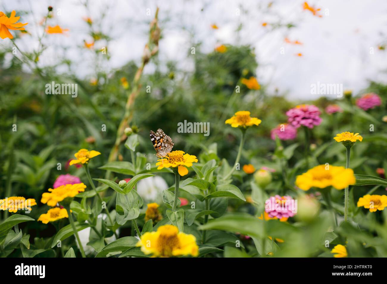 Gelbe und rosa Zinnien in einem Garten mit einer gemalten Dame Schmetterling Stockfoto