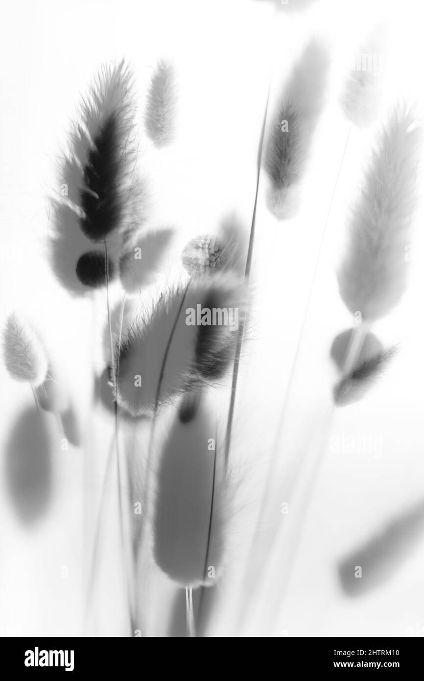 Abstrakter Hintergrund von Blumen und Pflanzen, doppelte Mehrfachexposition Stockfoto