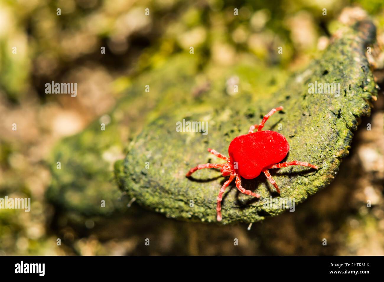 Rote Samtmilbe – Dinothrombium spp Stockfoto