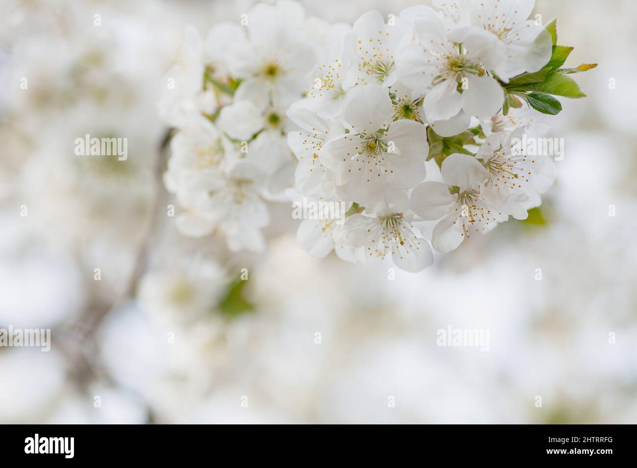 Blühende Kirschknospen mit Staubgefäßen zu Beginn des Frühlings in sanften blauen Farben Stockfoto