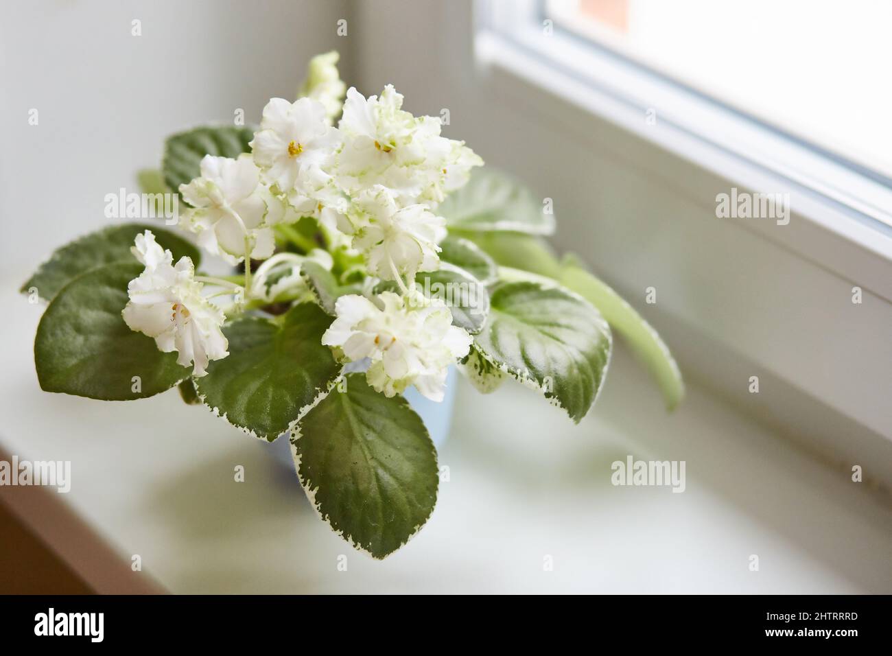 Wunderschöne Saintpaulia, afrikanisches oder sambisches Violett. Weiße Blumen im Innenbereich Sorte Beryllium Frost, mit grünen Rand an den Rändern der welligen Blütenblätter. Florictur Stockfoto