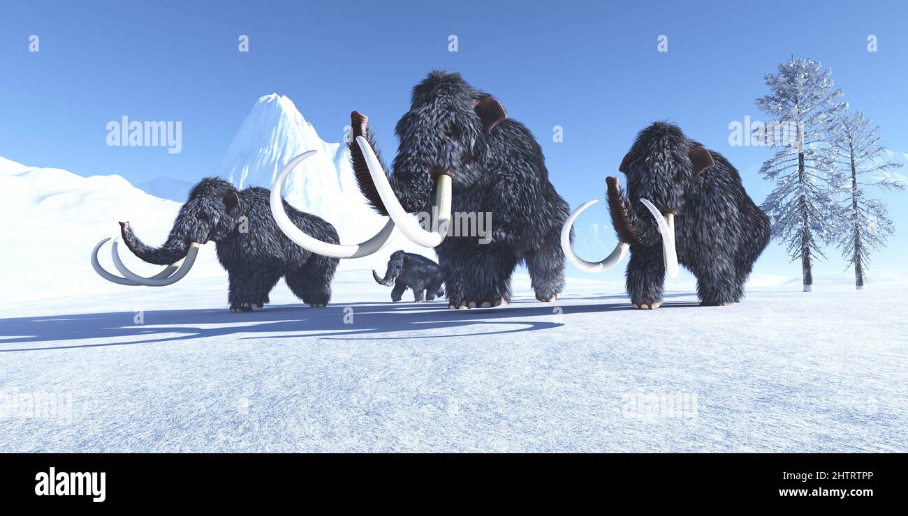 Eine Herde von Woolly Mammuts macht sich auf den Weg durch den gefrorenen Schnee zu einem wärmeren Klima. Stockfoto