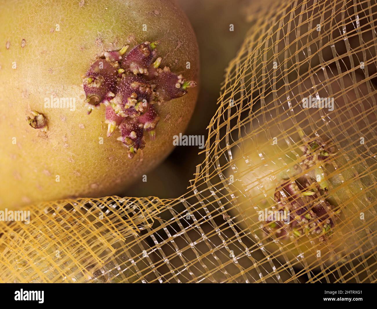 Gekeimt Kartoffelknollen in Netzbeutel Nahaufnahme, unsachgemäße Lagerung von Gemüse Stockfoto