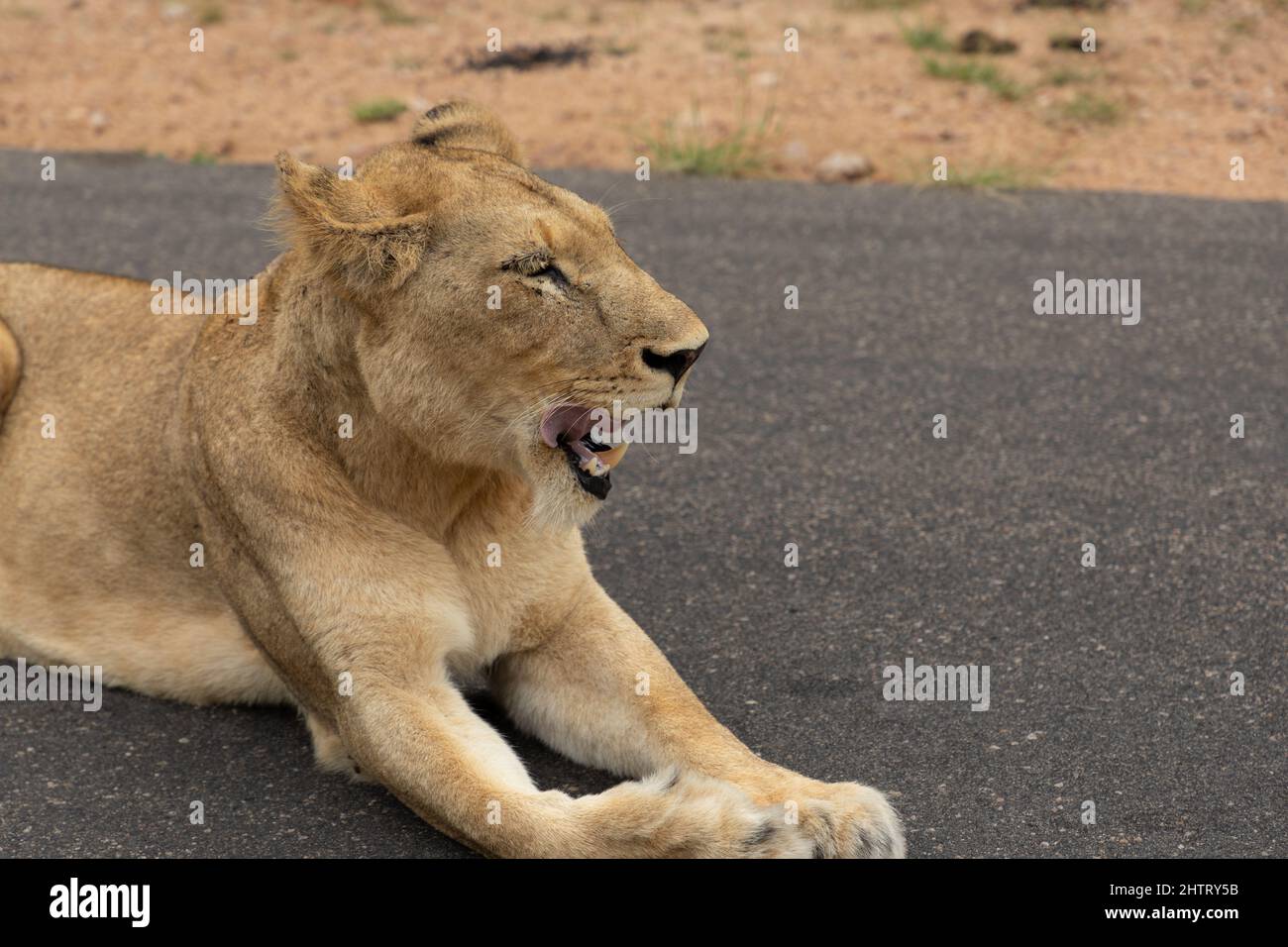 Nahaufnahme einer Löwin, die auf einer geteerten Straße im Krüger-Nationalpark in Südafrika liegt Stockfoto