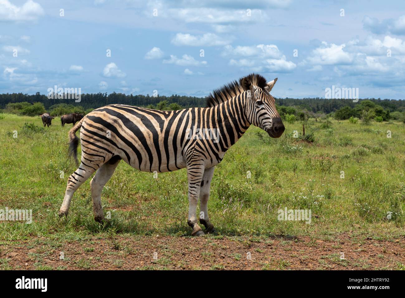 Seitenprofil eines Zebras in der Savanne im Krüger Nationalpark, Südafrika Stockfoto