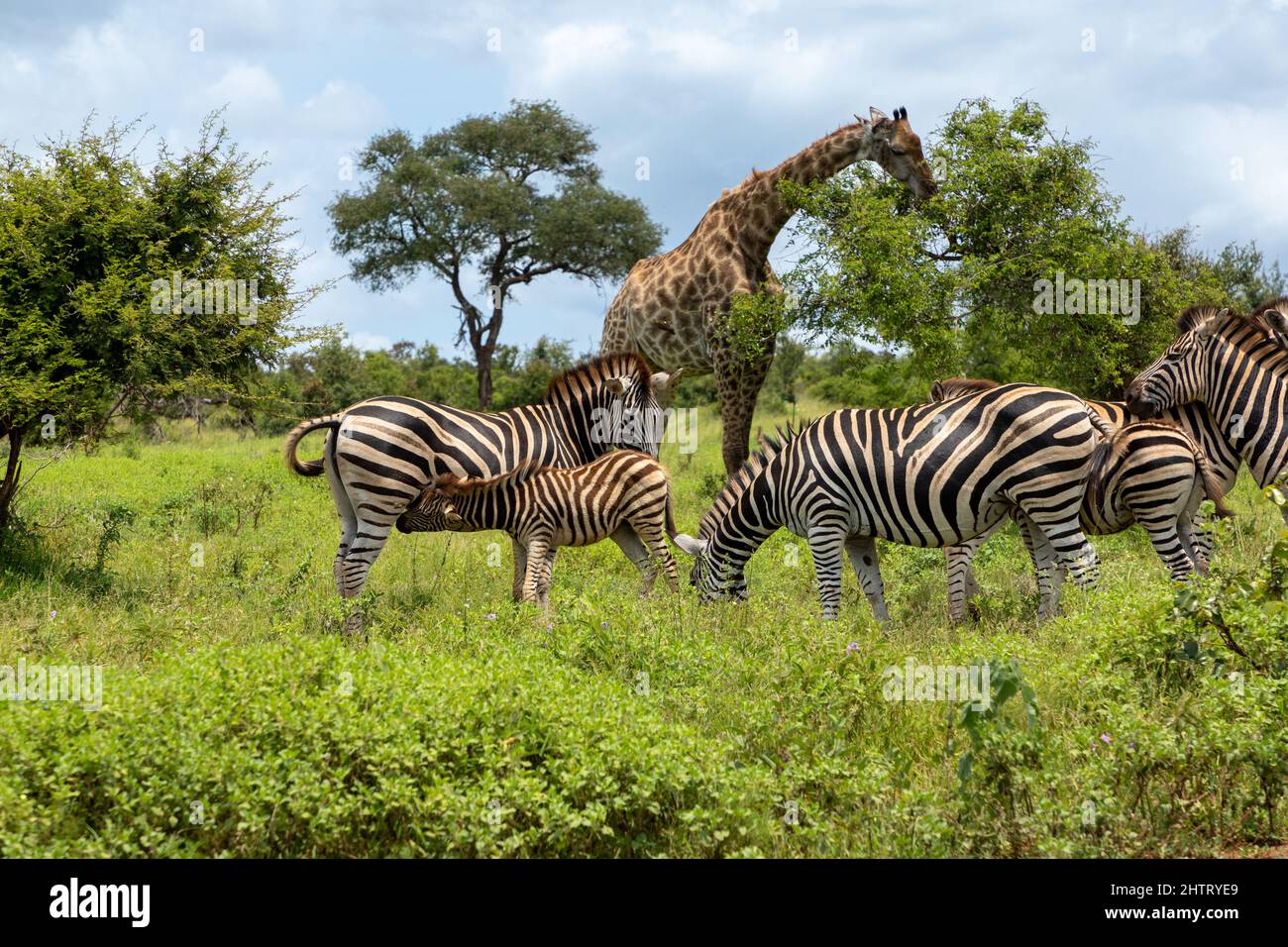 Herde Zebras, die im afrikanischen Busch grasen. Im Hintergrund frisst eine Giraffe Blätter von einem Akazienbaum Stockfoto