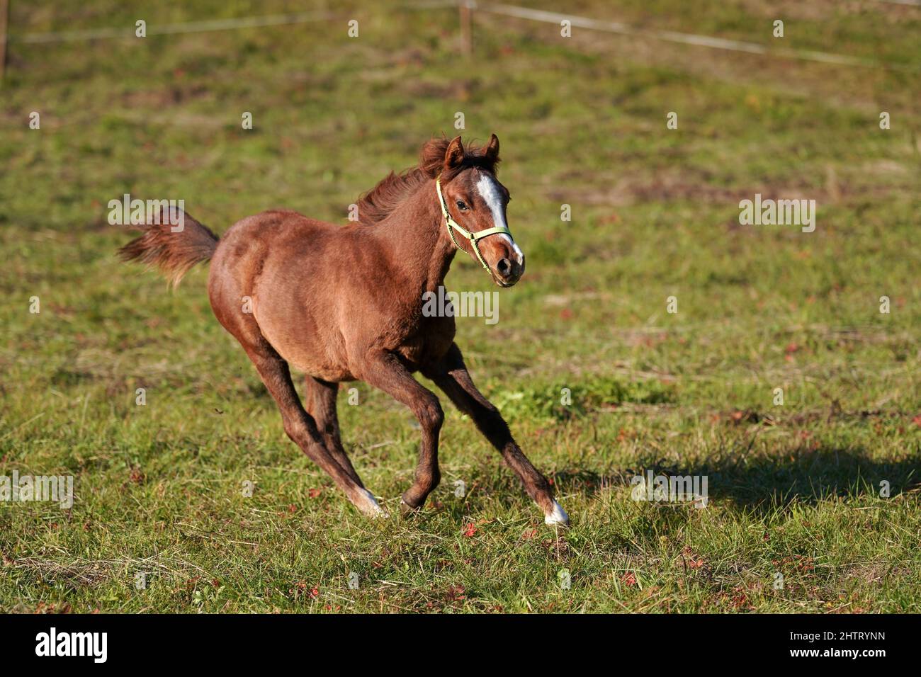 Braunes arabisches Pferdefohlen, das über grünes Feld läuft Stockfoto
