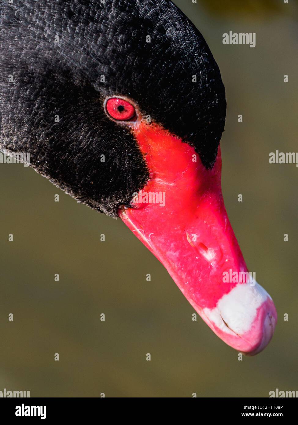 Nahaufnahme des Kopfes eines wunderschönen Schwarzen Schwans Stockfoto