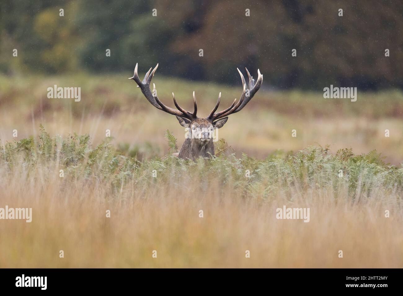 Rothirsch (Cervus elaphus) in Bracken stehend Stockfoto