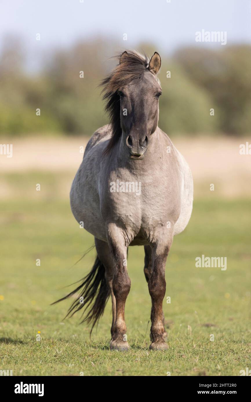 Konik Horse (Equus caballus gemelli) Erwachsener, der auf einem Sumpfgebiet steht Stockfoto