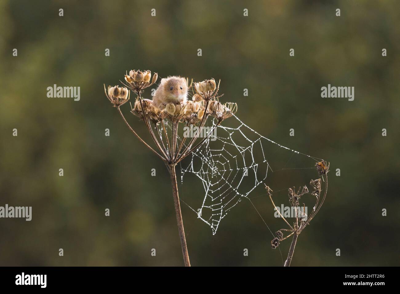 Harvest Mouse (Micromys minutus) Erwachsener, der auf dem Kopf der Unkraut-Samen mit Spinnennetz steht Stockfoto