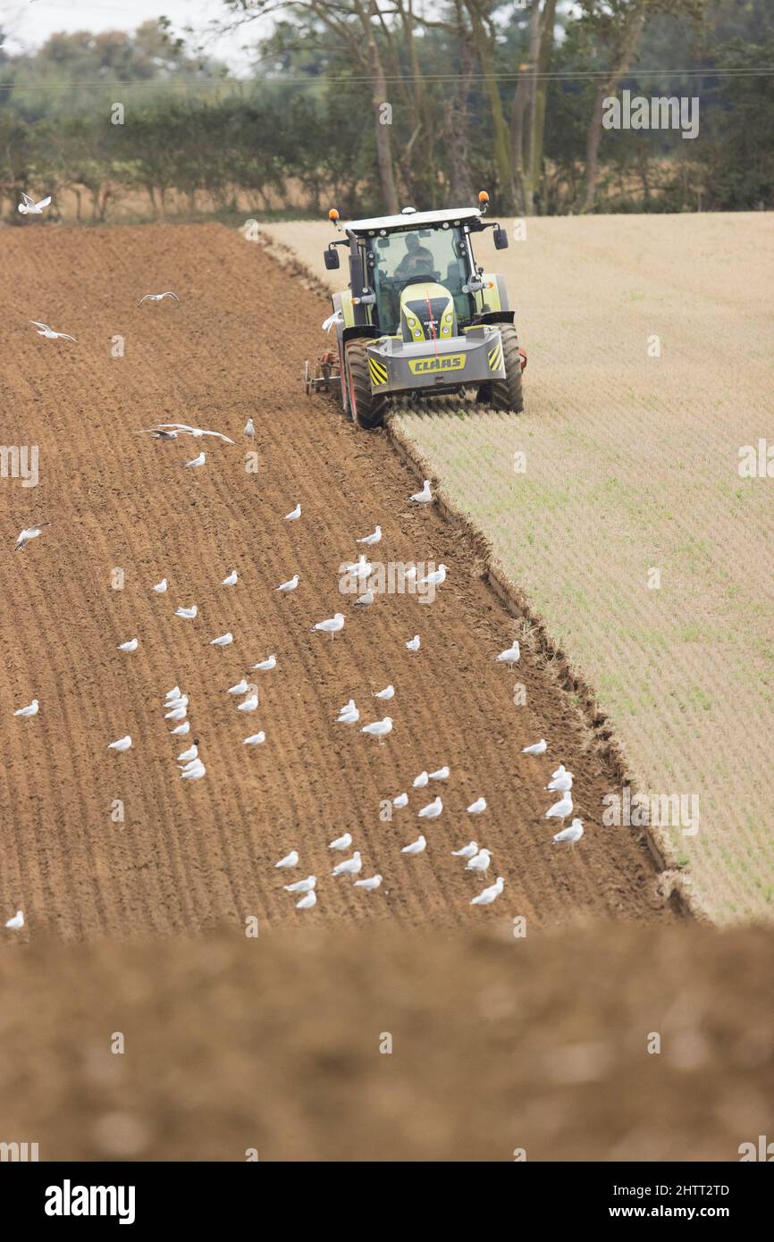 Schwarzkopfmöwen (Larus ridibundus) Erwachsene und Heringsmöwen (Larus argentatus) Wintergefieder Erwachsene und reift um Traktor herum Stockfoto