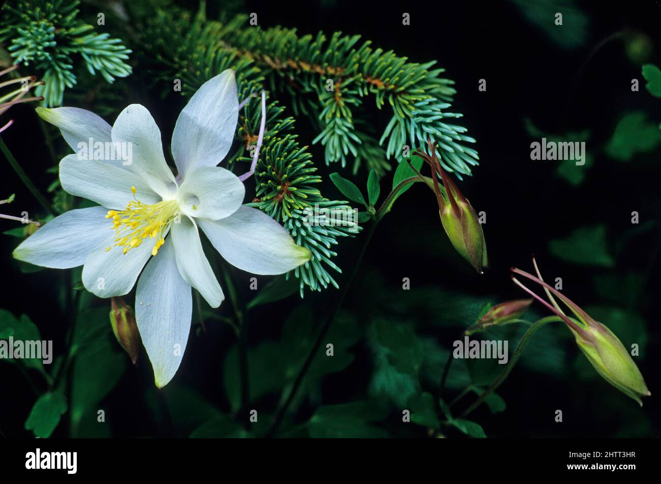 Colorado Columbine am Cedar Breaks National Monument, Utah Stockfoto