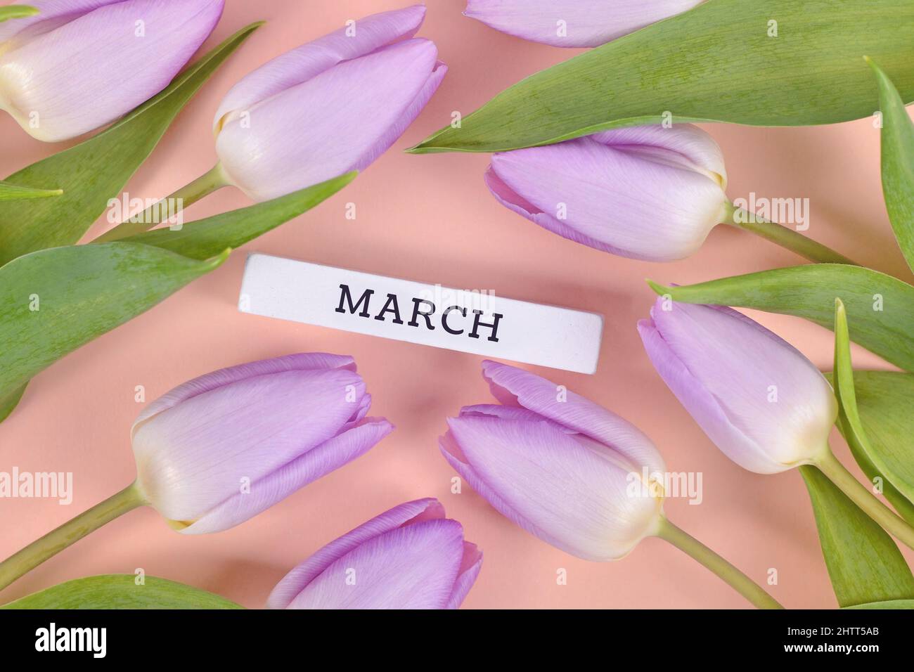 Violette Tulpen Frühlingsblumen um den Text „März“ Stockfoto