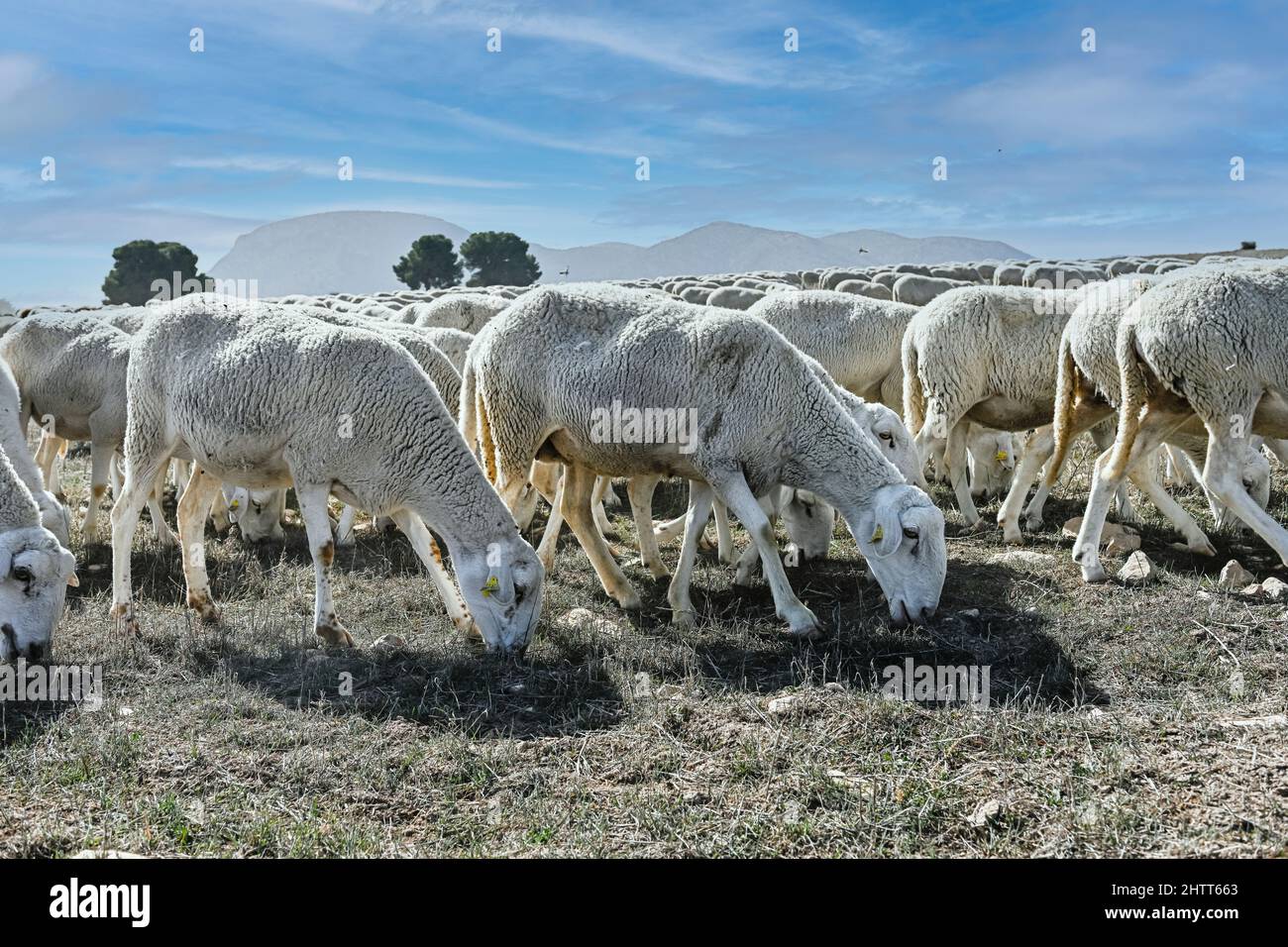 Ovis orientalis aries - das Schaf ist ein häusliches hufed vierbeinigen Säugetier. Schafherde. Stockfoto