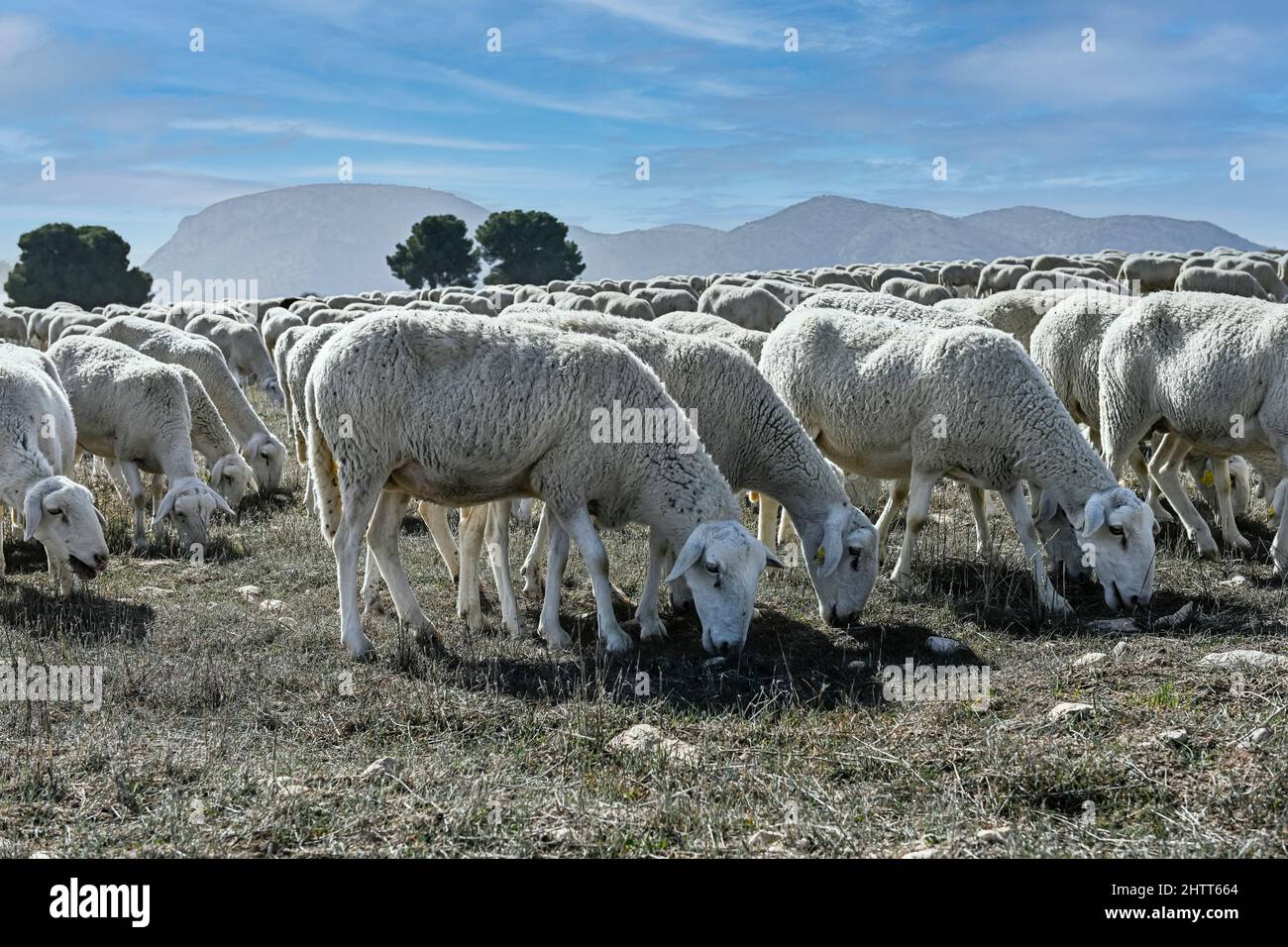 Ovis orientalis aries - das Schaf ist ein häusliches hufed vierbeinigen Säugetier. Schafherde. Stockfoto