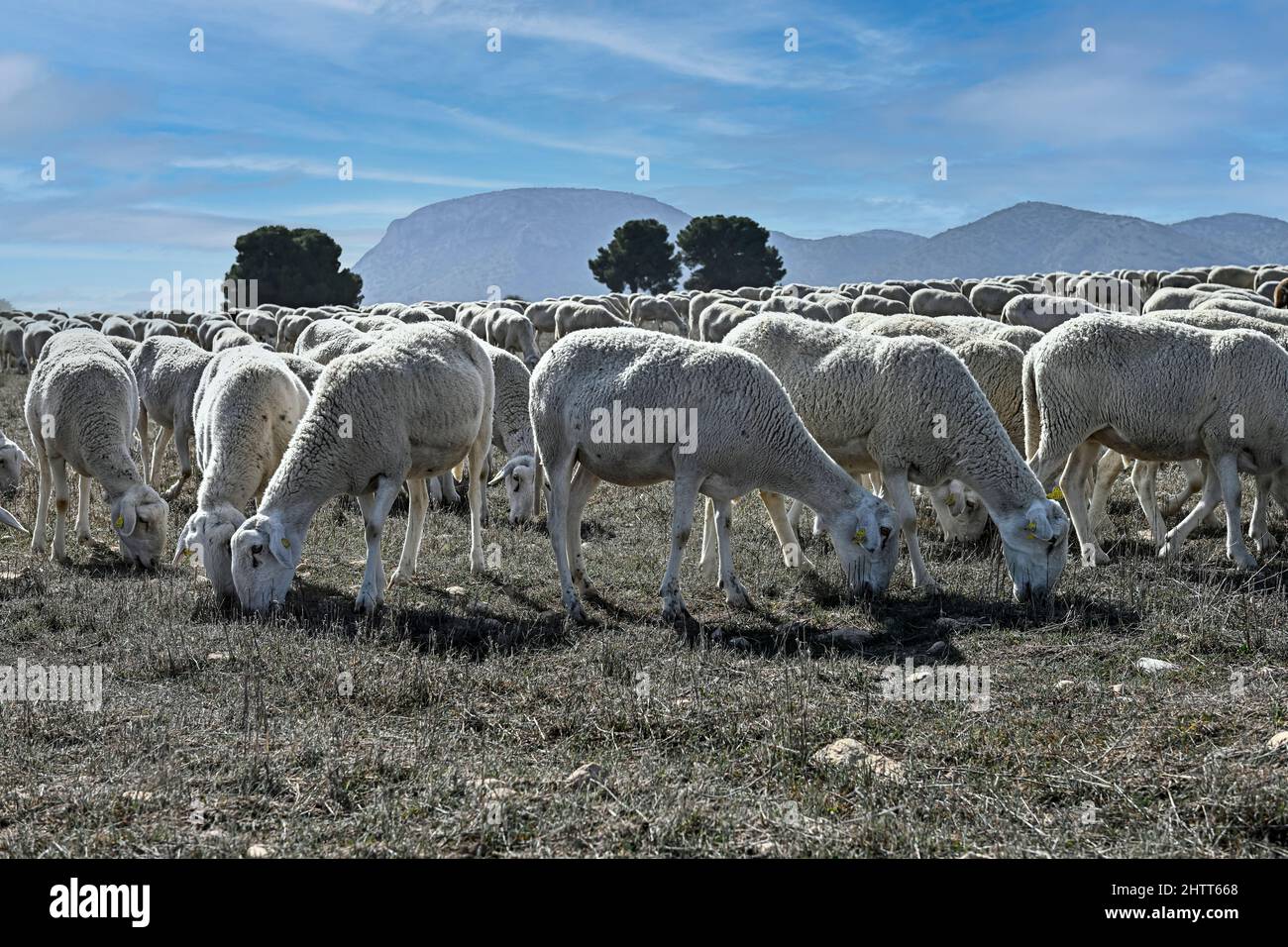 Ovis orientalis aries - das Schaf ist ein häusliches hufed vierbeinigen Säugetier. Schafherde. Stockfoto